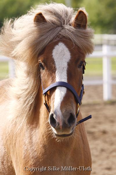 Hryssa von Heidmoor (8).JPG